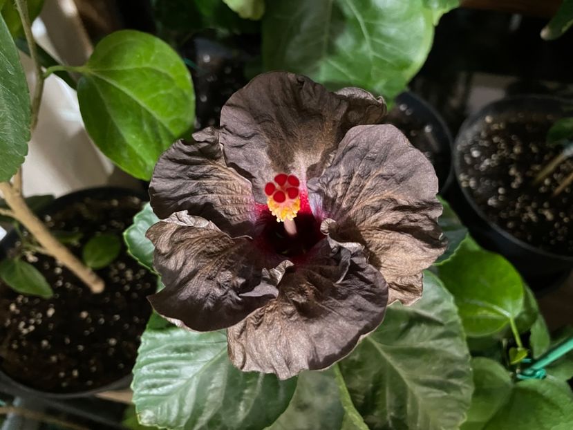  - Teng s black phantom