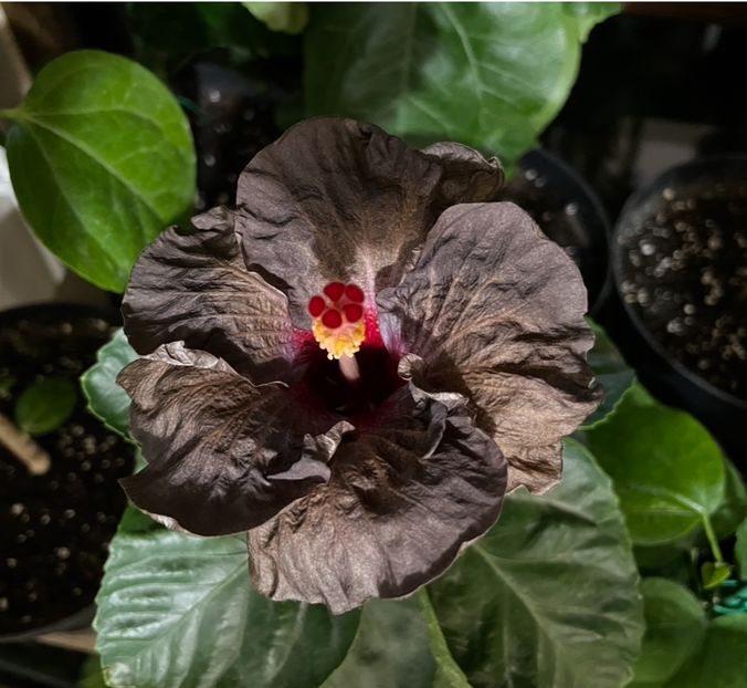  - Teng s black phantom