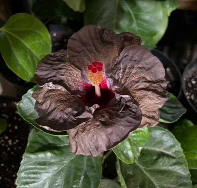  - Teng s black phantom