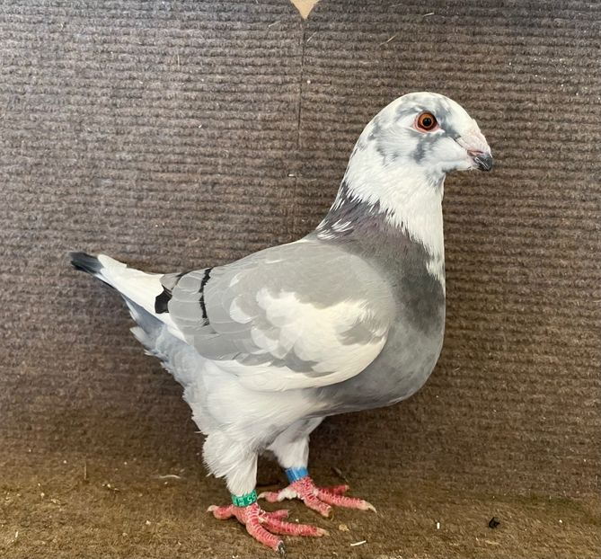  - Porumbei Vânduți