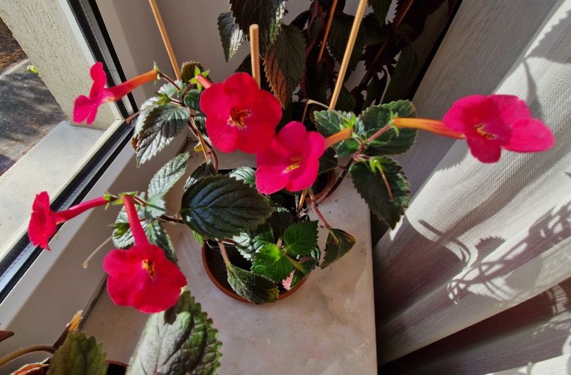  - Rf s Games of Thrones p