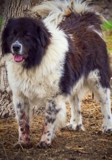  - Ciobanesc Carpatin