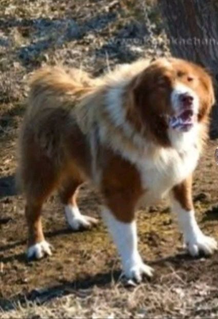  - Ciobanesc Carpatin