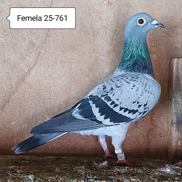 Femela 25-761 - Stropit Rar