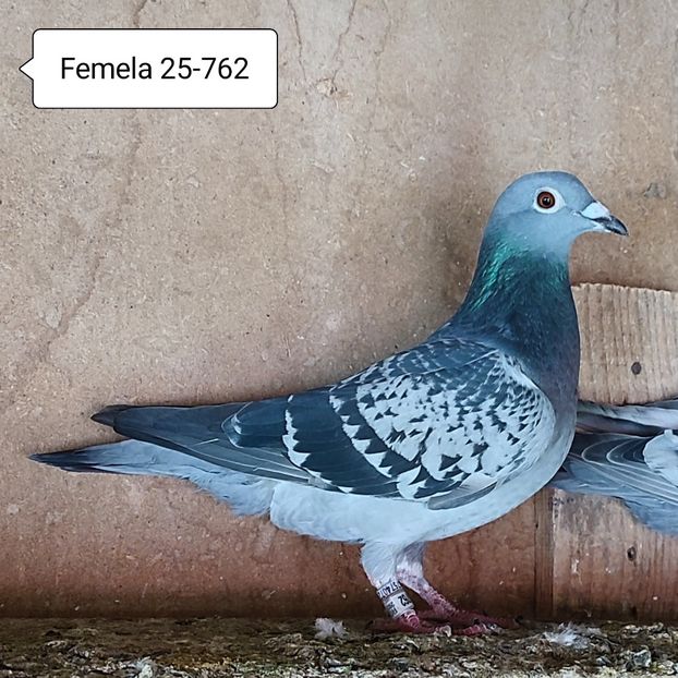 Femela 25-762 - Stropit