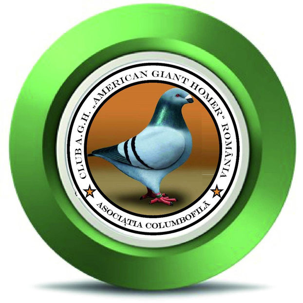 PERECHEA NR.8 (2026) - AMERICAN GiANT HOMER MATCA