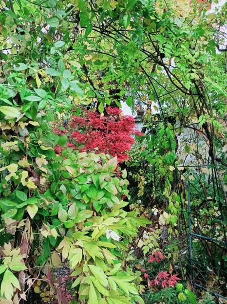 26.10.2025 - Grădina 2025 continuare 5