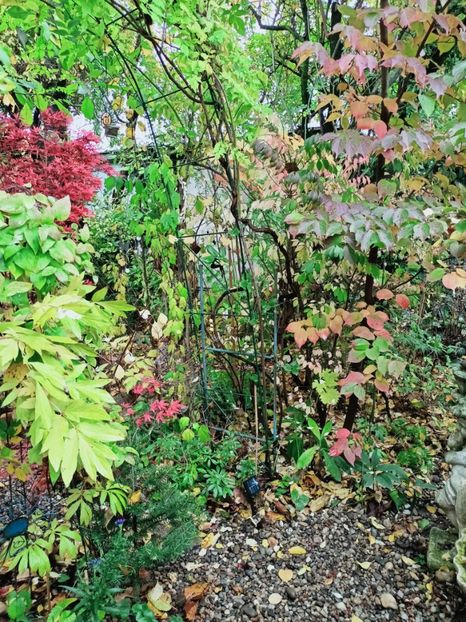  - Grădina 2025 continuare 5