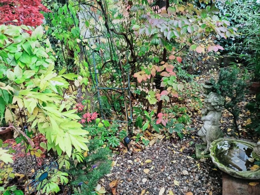  - Grădina 2025 continuare 5