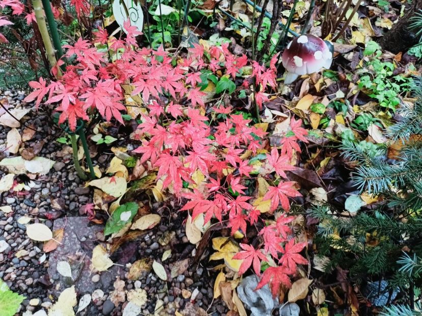  - Grădina 2025 continuare 5