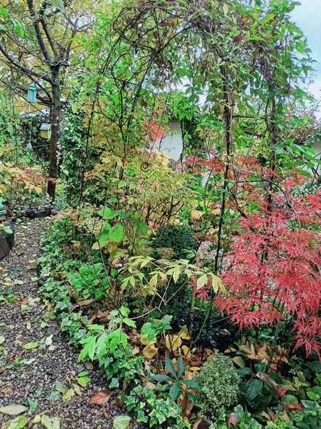  - Grădina 2025 continuare 5