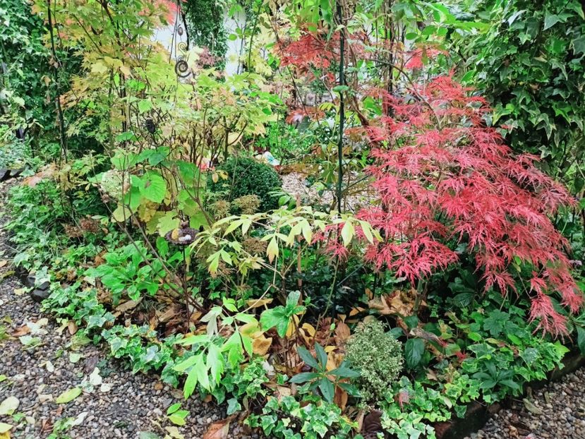  - Grădina 2025 continuare 5