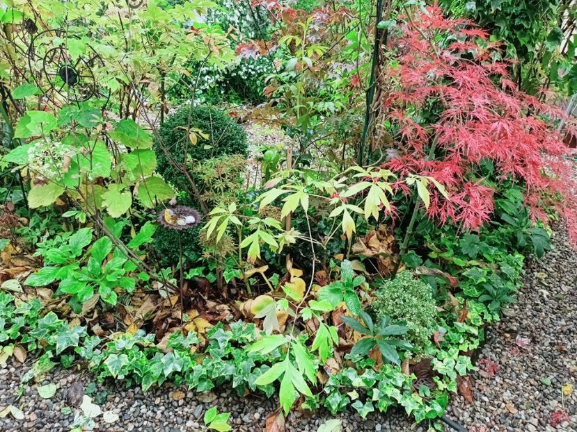 Prince Charming - Grădina 2025 continuare 5