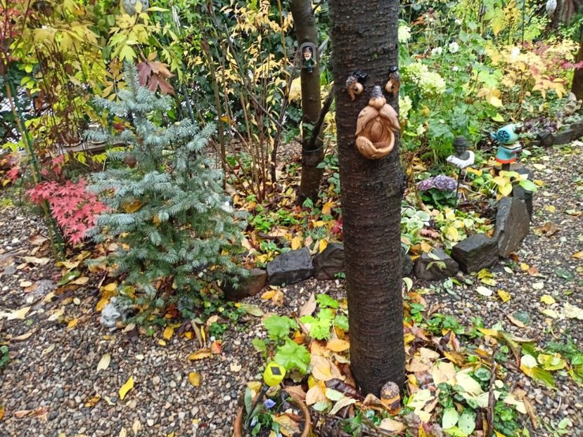  - Grădina 2025 continuare 5