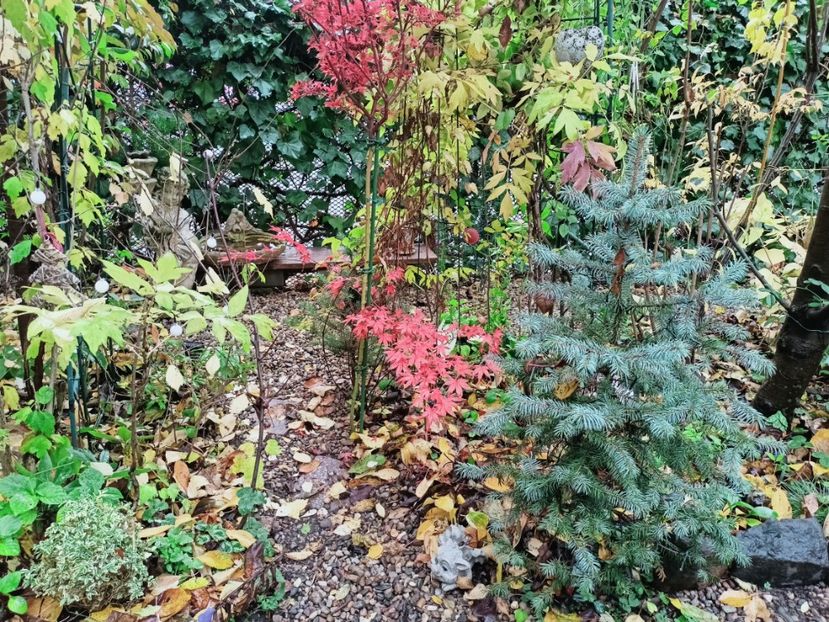  - Grădina 2025 continuare 5