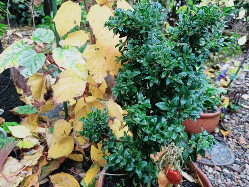  - Grădina 2025 continuare 5