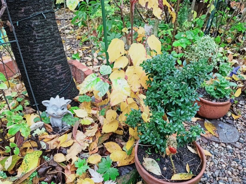  - Grădina 2025 continuare 5