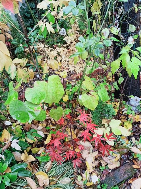 Dragon Tears - Grădina 2025 continuare 5