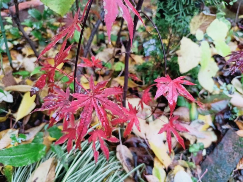  - Grădina 2025 continuare 5