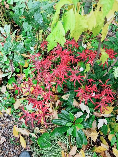 Peve Starfish - Grădina 2025 continuare 5