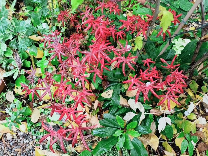  - Grădina 2025 continuare 5