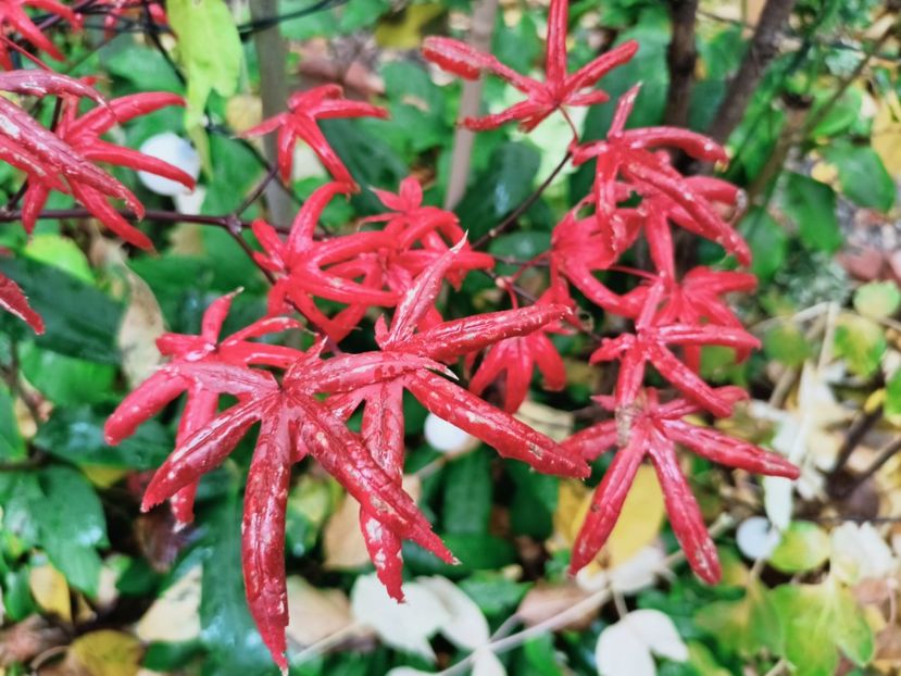  - Grădina 2025 continuare 5