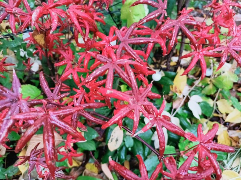  - Grădina 2025 continuare 5