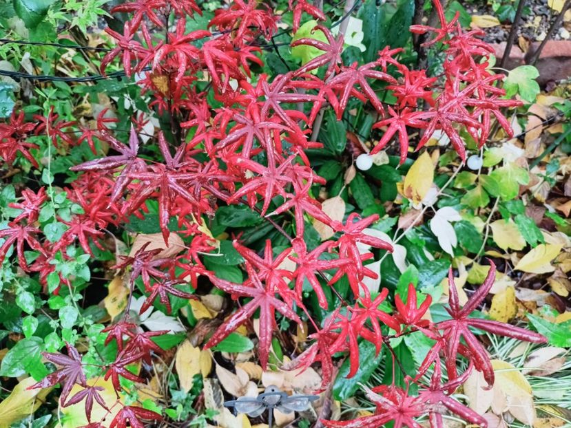  - Grădina 2025 continuare 5