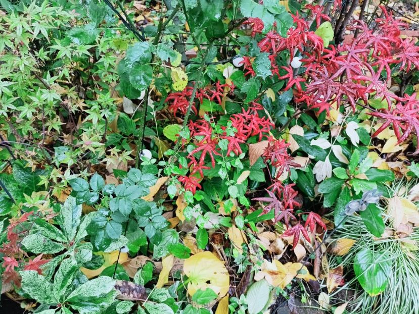 Beni Maiko și Peve Starfish - Grădina 2025 continuare 5