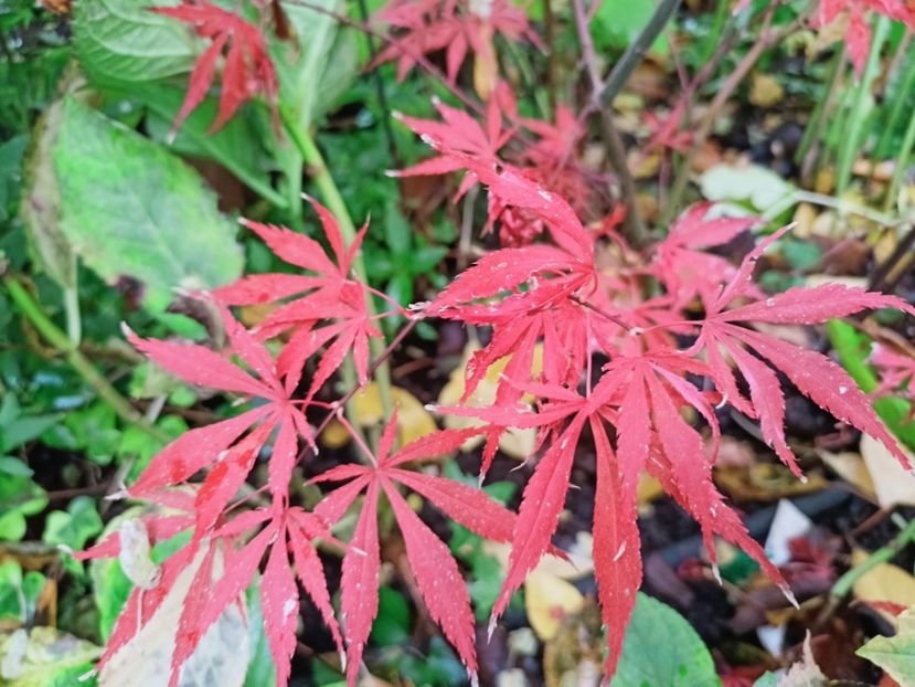 Rainbow - Grădina 2025 continuare 5