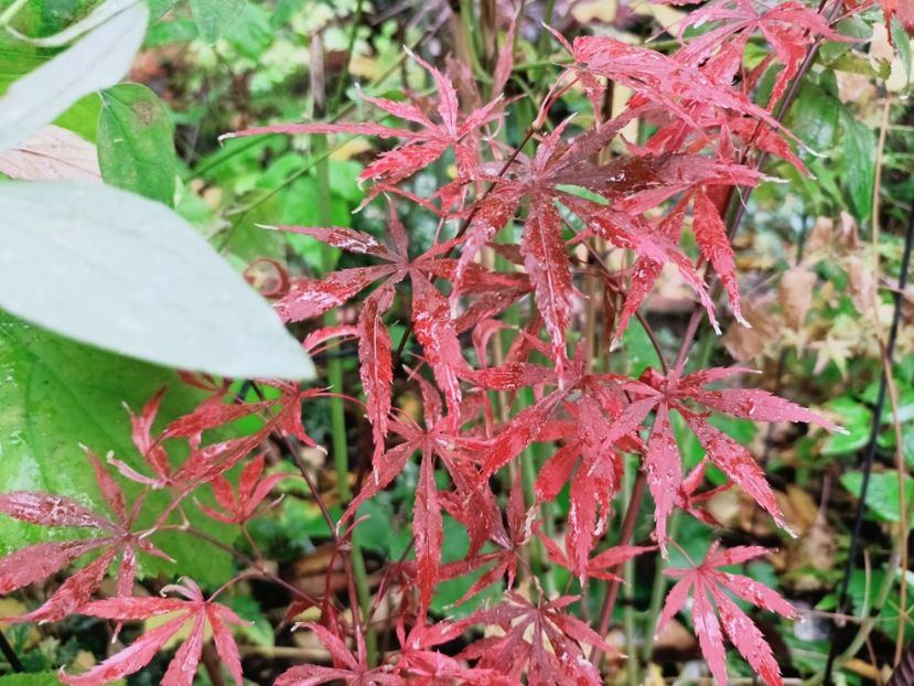  - Grădina 2025 continuare 5