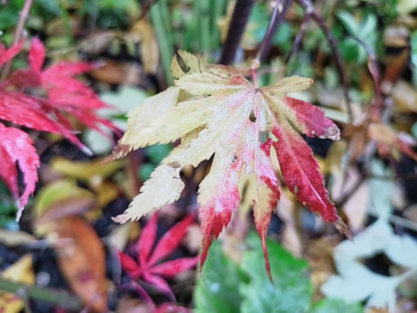 Autumn Moon - Grădina 2025 continuare 5