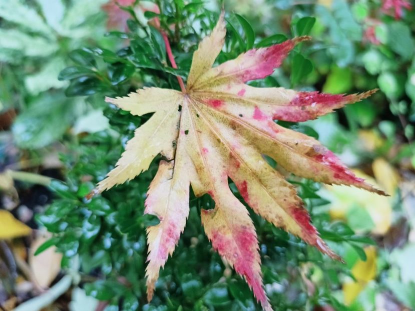  - Grădina 2025 continuare 5