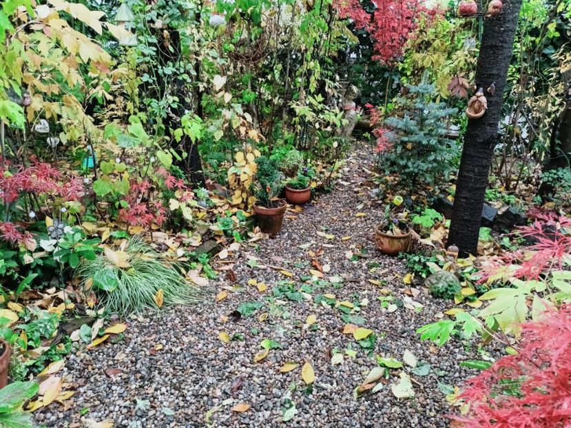  - Grădina 2025 continuare 5