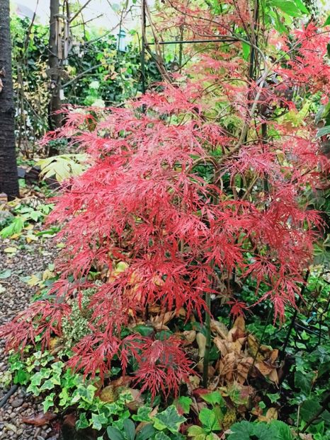 Prince Charming - Grădina 2025 continuare 5