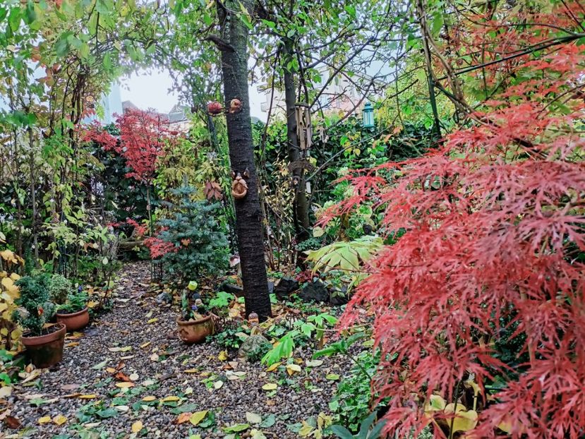  - Grădina 2025 continuare 5