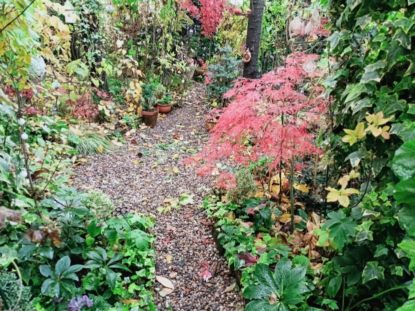  - Grădina 2025 continuare 5