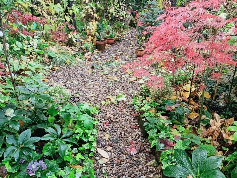  - Grădina 2025 continuare 5