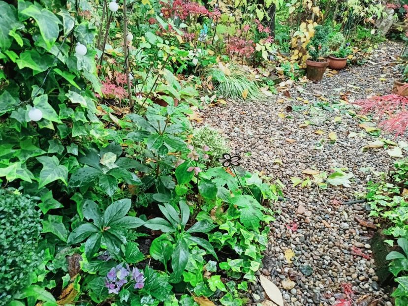  - Grădina 2025 continuare 5