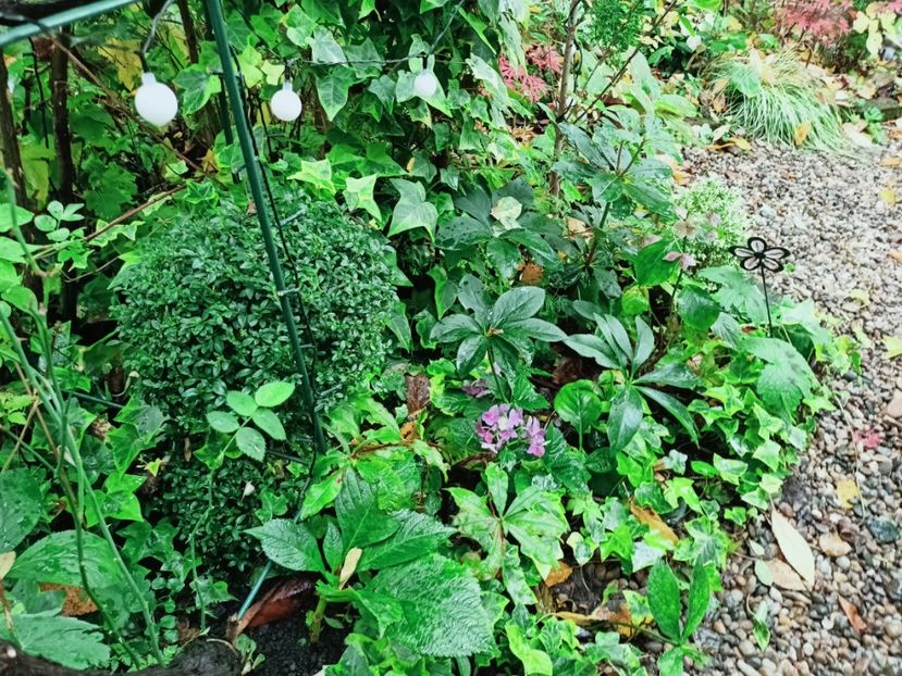  - Grădina 2025 continuare 5