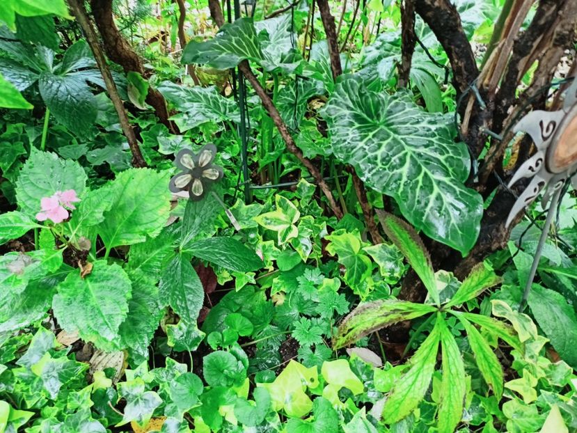  - Grădina 2025 continuare 5