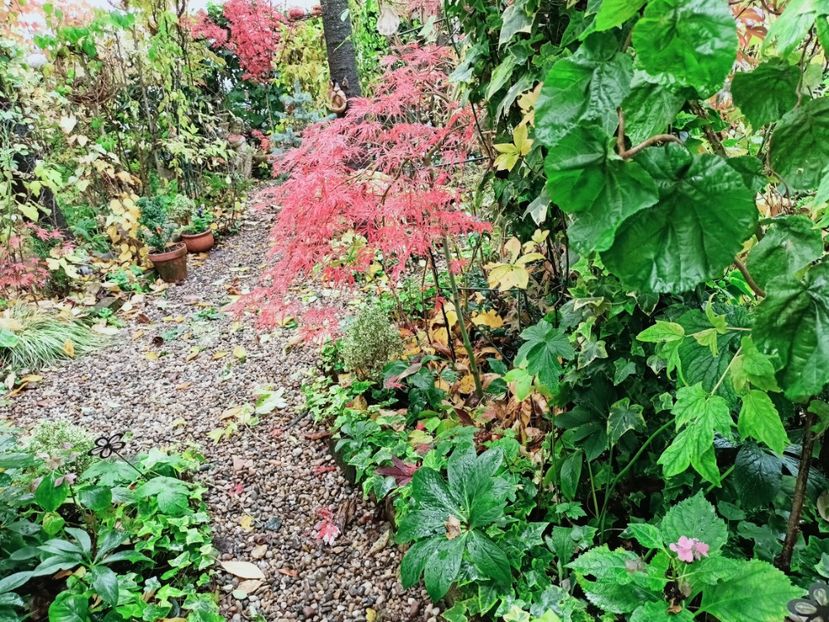  - Grădina 2025 continuare 5