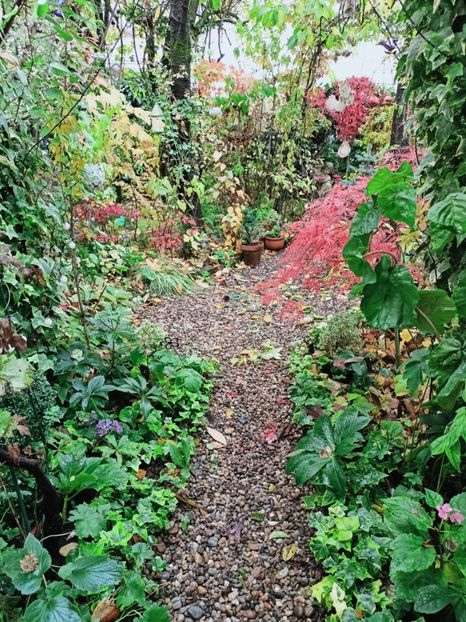  - Grădina 2025 continuare 5