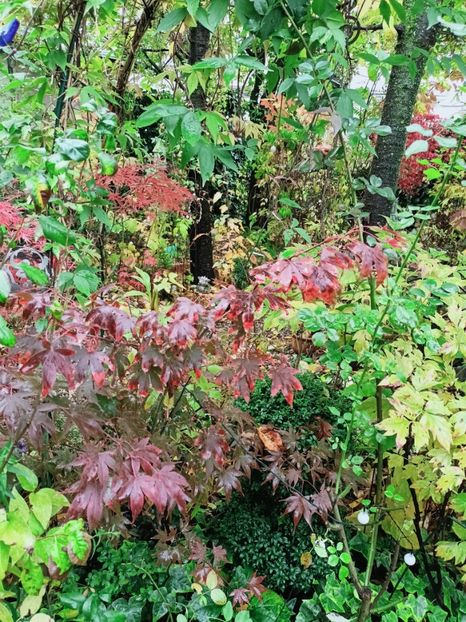 Osakazuki - Grădina 2025 continuare 5