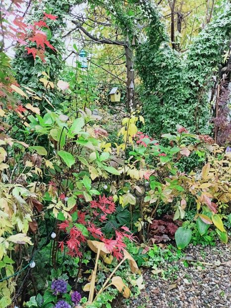  - Grădina 2025 continuare 5