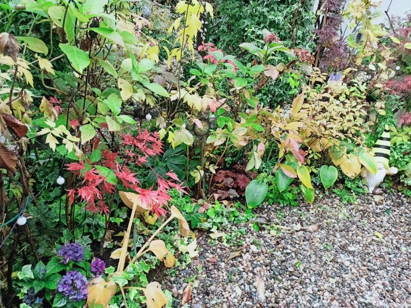  - Grădina 2025 continuare 5