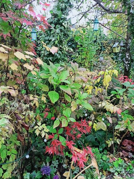  - Grădina 2025 continuare 5