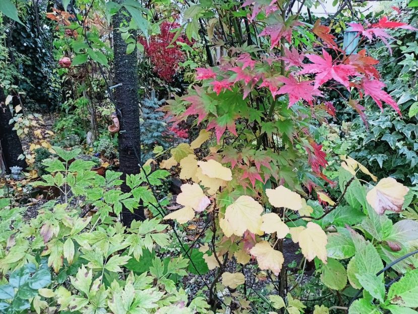 Orange Dream - Grădina 2025 continuare 5