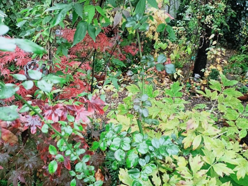  - Grădina 2025 continuare 5