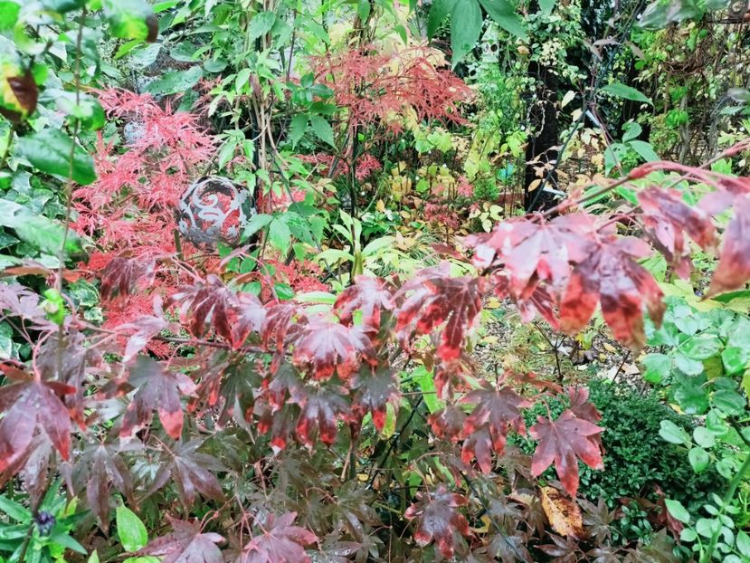 Osakazuki - Grădina 2025 continuare 5